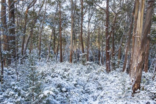 Australia, Bert Nichols Hut, Landscape, Narcissus Bay, Nature, Overland Track, Photography, Tasmania, Travel, Wilderness