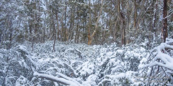 Australia, Bert Nichols Hut, Landscape, Narcissus Bay, Nature, Overland Track, Photography, Tasmania, Travel, Wilderness
