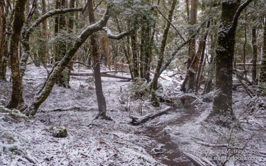 Australia, Bert Nichols Hut, Landscape, Narcissus Bay, Nature, Overland Track, Photography, Tasmania, Travel, Wilderness