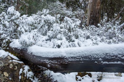 Australia, Bert Nichols Hut, Landscape, Narcissus Bay, Nature, Overland Track, Photography, Tasmania, Travel, Wilderness