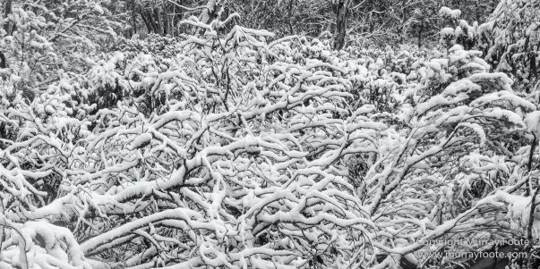 Australia, Black and White, Landscape, Macro, Monochrome, Nature, Overland Track, Photography, Tasmania, Travel, Wilderness
