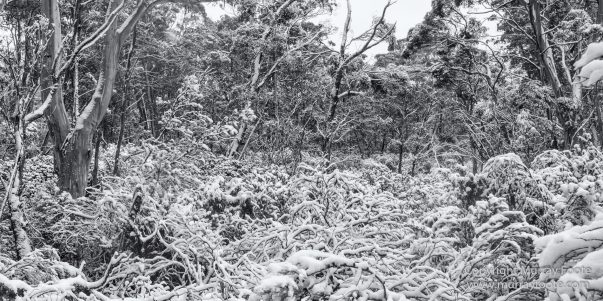 Australia, Black and White, Landscape, Macro, Monochrome, Nature, Overland Track, Photography, Tasmania, Travel, Wilderness