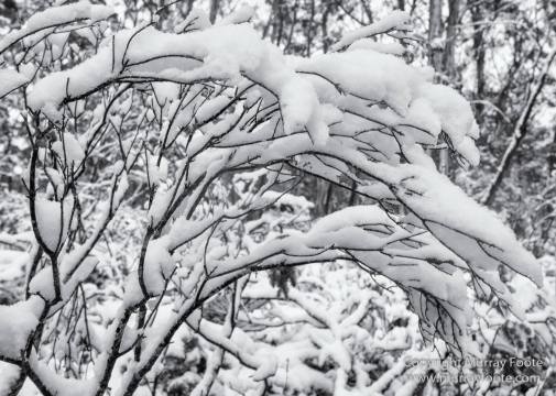 Australia, Black and White, Landscape, Macro, Monochrome, Nature, Overland Track, Photography, Tasmania, Travel, Wilderness