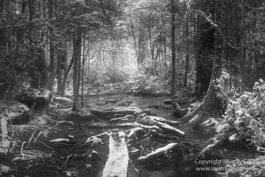Australia, Black and White, Landscape, Macro, Monochrome, Nature, Overland Track, Photography, Tasmania, Travel, Wilderness