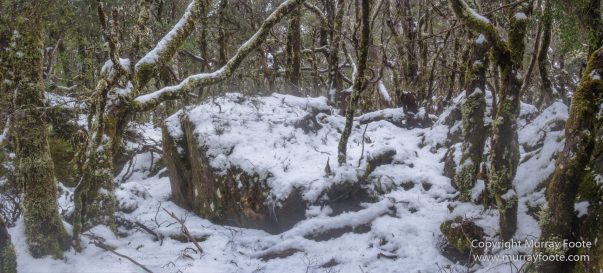 Australia, Barn Bluff, Landscape, Nature, Overland Track, Photography, Pine Forest Moor, Tasmania, Travel, Wilderness