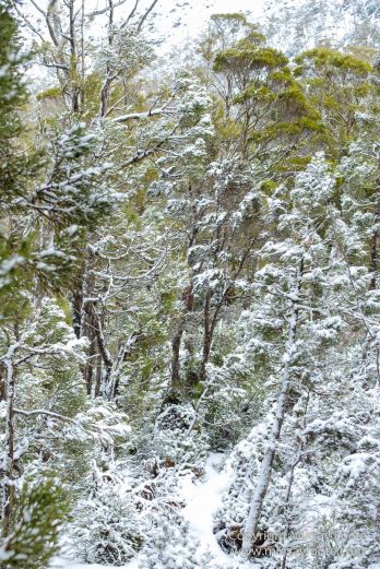 Australia, Lake Dobson, Landscape, Mt Field NP, Nature, Pandani, Photography, Tasmania, Travel, Wilderness