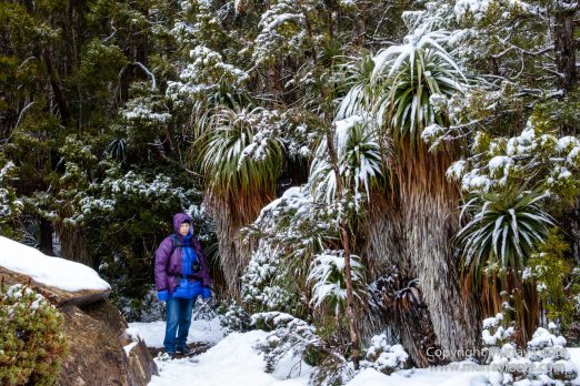 Australia, Lake Dobson, Landscape, Mt Field NP, Nature, Pandani, Photography, Tasmania, Travel, Wilderness
