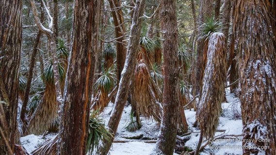 Australia, Lake Dobson, Landscape, Mt Field NP, Nature, Pandani, Photography, Tasmania, Travel, Wilderness