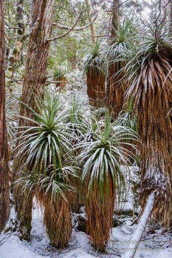 Australia, Lake Dobson, Landscape, Mt Field NP, Nature, Pandani, Photography, Tasmania, Travel, Wilderness