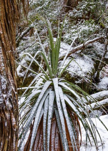 Australia, Lake Dobson, Landscape, Mt Field NP, Nature, Pandani, Photography, Tasmania, Travel, Wilderness