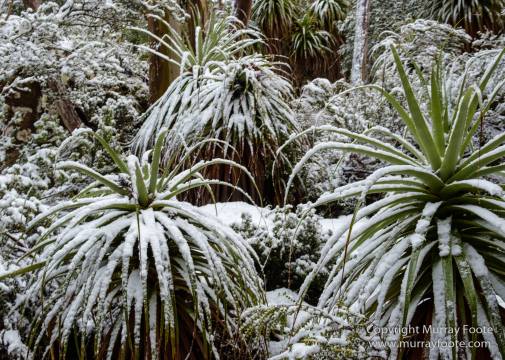 Australia, Lake Dobson, Landscape, Mt Field NP, Nature, Pandani, Photography, Tasmania, Travel, Wilderness