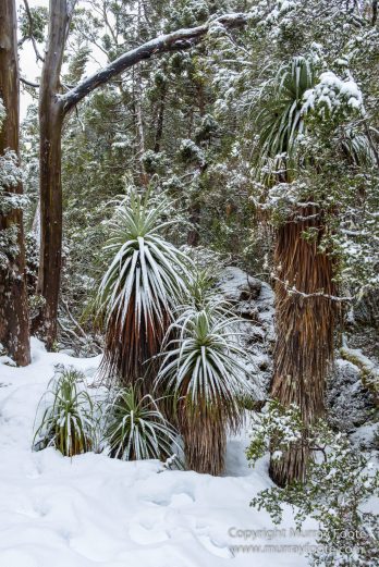 Australia, Lake Dobson, Landscape, Mt Field NP, Nature, Pandani, Photography, Tasmania, Travel, Wilderness