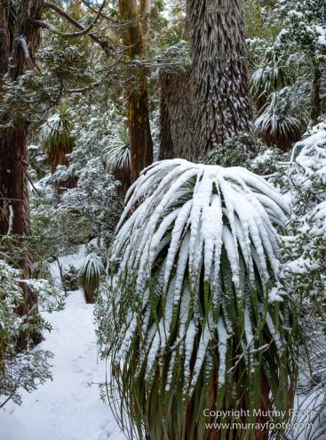 Australia, Lake Dobson, Landscape, Mt Field NP, Nature, Pandani, Photography, Tasmania, Travel, Wilderness