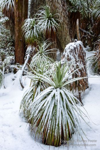 Australia, Lake Dobson, Landscape, Mt Field NP, Nature, Pandani, Photography, Tasmania, Travel, Wilderness