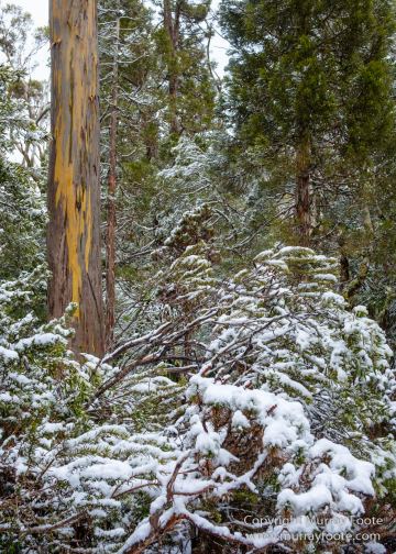 Australia, Lake Dobson, Landscape, Mt Field NP, Nature, Pandani, Photography, Tasmania, Travel, Wilderness