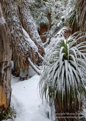 Australia, Lake Dobson, Landscape, Mt Field NP, Nature, Pandani, Photography, Tasmania, Travel, Wilderness