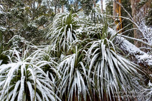 Australia, Lake Dobson, Landscape, Mt Field NP, Nature, Pandani, Photography, Tasmania, Travel, Wilderness