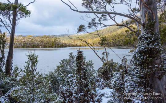 Australia, Lake Dobson, Landscape, Mt Field NP, Nature, Pandani, Photography, Tasmania, Travel, Wilderness
