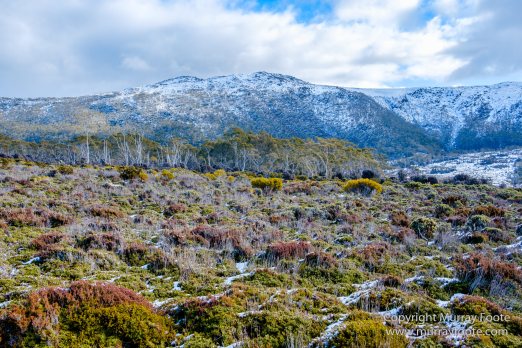 Australia, Lake Dobson, Landscape, Mt Field NP, Nature, Pandani, Photography, Tasmania, Travel, Wilderness