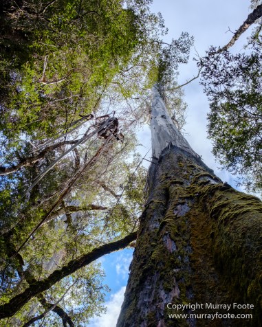 Australia, Creepy-Crawley Trail, Eucalyptus Regnans, Landscape, Nature, Photography, Tasmania, The Styx Valley, Travel, Wilderness