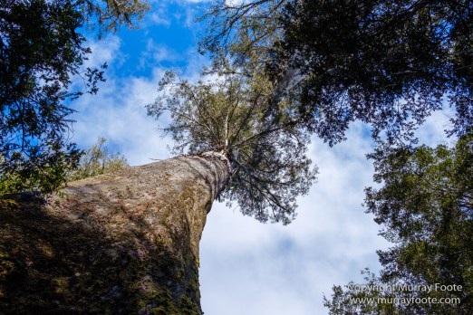 Australia, Creepy-Crawley Trail, Eucalyptus Regnans, Landscape, Nature, Photography, Tasmania, The Styx Valley, Travel, Wilderness