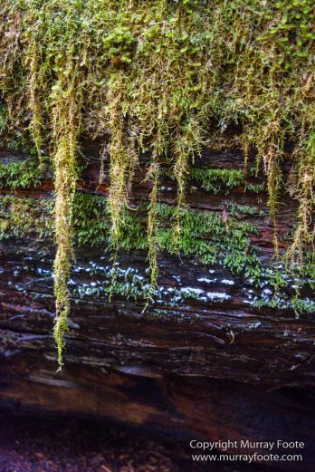 Australia, Creepy-Crawley Trail, Eucalyptus Regnans, Landscape, Nature, Photography, Tasmania, The Styx Valley, Travel, Wilderness