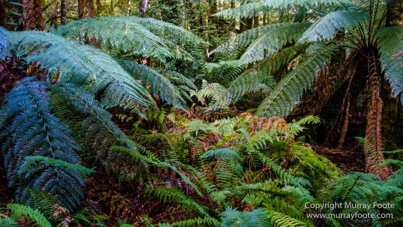 Australia, Creepy-Crawley Trail, Eucalyptus Regnans, Landscape, Nature, Photography, Tasmania, The Styx Valley, Travel, Wilderness