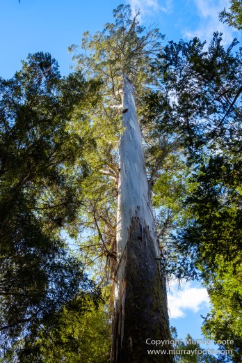 Australia, Creepy-Crawley Trail, Eucalyptus Regnans, Landscape, Nature, Photography, Tasmania, The Styx Valley, Travel, Wilderness