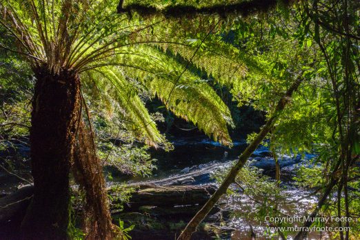 Australia, Creepy-Crawley Trail, Eucalyptus Regnans, Landscape, Nature, Photography, Tasmania, The Styx Valley, Travel, Wilderness