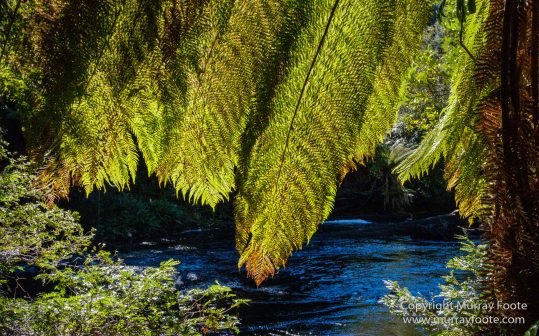 Australia, Creepy-Crawley Trail, Eucalyptus Regnans, Landscape, Nature, Photography, Tasmania, The Styx Valley, Travel, Wilderness