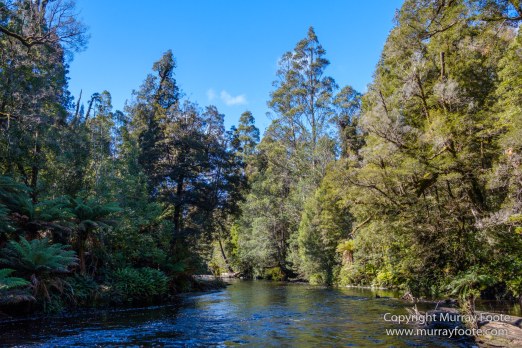 Australia, Creepy-Crawley Trail, Eucalyptus Regnans, Landscape, Nature, Photography, Tasmania, The Styx Valley, Travel, Wilderness
