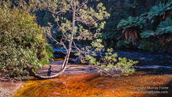 Australia, Creepy-Crawley Trail, Eucalyptus Regnans, Landscape, Nature, Photography, Tasmania, The Styx Valley, Travel, Wilderness