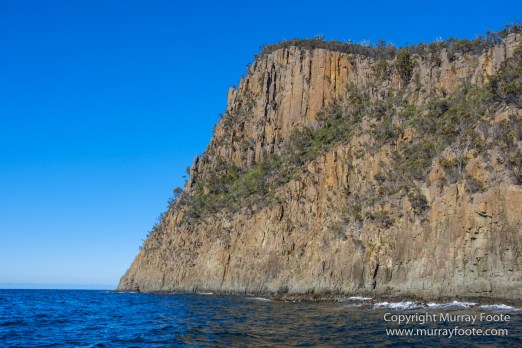 Australia, Bruny Island, Fur seal, Landscape, Nature, Photography, seascape, Tasmania, Travel, Wilderness, Wildlife