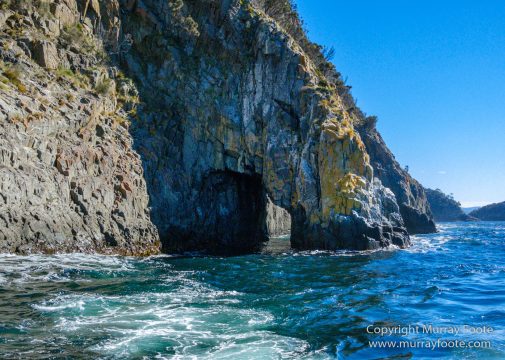 Australia, Bruny Island, Fur seal, Landscape, Nature, Photography, seascape, Tasmania, Travel, Wilderness, Wildlife