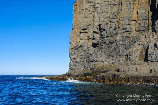Australia, Bruny Island, Fur seal, Landscape, Nature, Photography, seascape, Tasmania, Travel, Wilderness, Wildlife
