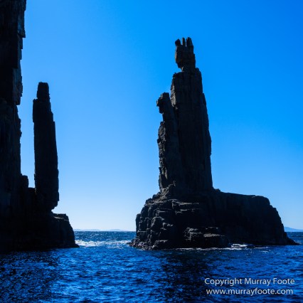 Australia, Bruny Island, Fur seal, Landscape, Nature, Photography, seascape, Tasmania, Travel, Wilderness, Wildlife