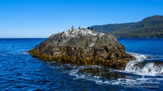 Australia, Bruny Island, Fur seal, Landscape, Nature, Photography, seascape, Tasmania, Travel, Wilderness, Wildlife