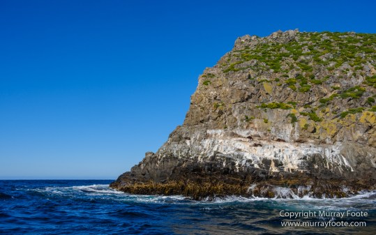 Australia, Bruny Island, Fur seal, Landscape, Nature, Photography, seascape, Tasmania, Travel, Wilderness, Wildlife