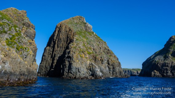 Australia, Bruny Island, Fur seal, Landscape, Nature, Photography, seascape, Tasmania, Travel, Wilderness, Wildlife