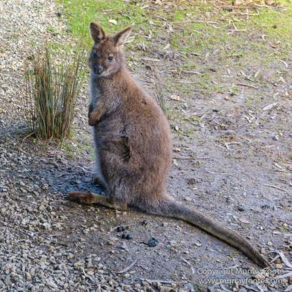 Architecture, Australia, Bennett's Wallaby, Bruny Island, Landscape, Nature, Photography, seascape, Tasmania, Travel, Wildlife