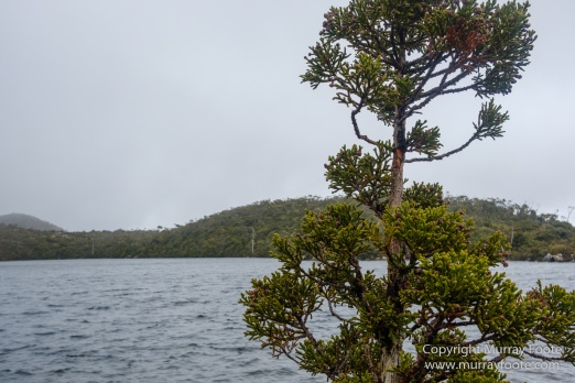Australia, Landscape, Mount Hartz National Park, Nature, Photography, Tasmania, Travel, Wilderness
