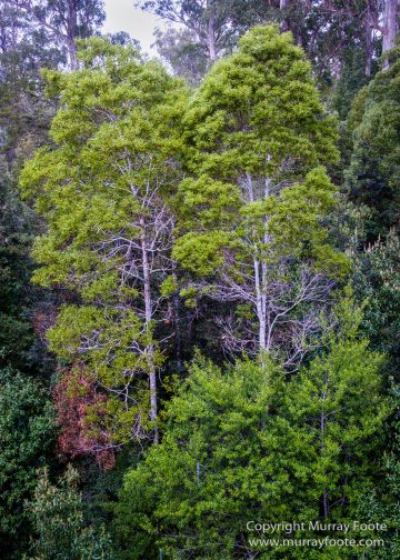 Australia, Landscape, Nature, Photography, Tahune Air Walk, Tasmania, Travel, Wilderness