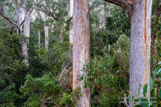 Australia, Landscape, Nature, Photography, Tahune Air Walk, Tasmania, Travel, Wilderness