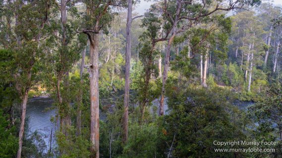 Australia, Landscape, Nature, Photography, Tahune Air Walk, Tasmania, Travel, Wilderness