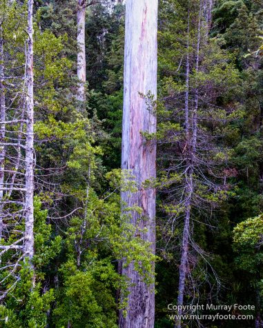 Australia, Landscape, Nature, Photography, Tahune Air Walk, Tasmania, Travel, Wilderness