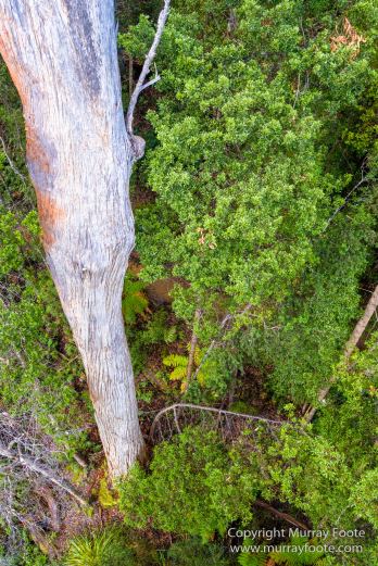 Australia, Landscape, Nature, Photography, Tahune Air Walk, Tasmania, Travel, Wilderness