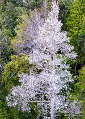 Australia, Landscape, Nature, Photography, Tahune Air Walk, Tasmania, Travel, Wilderness
