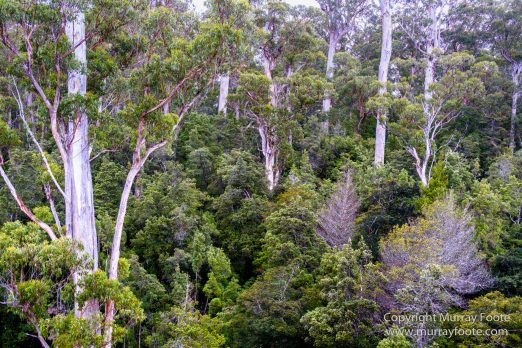 Australia, Landscape, Nature, Photography, Tahune Air Walk, Tasmania, Travel, Wilderness