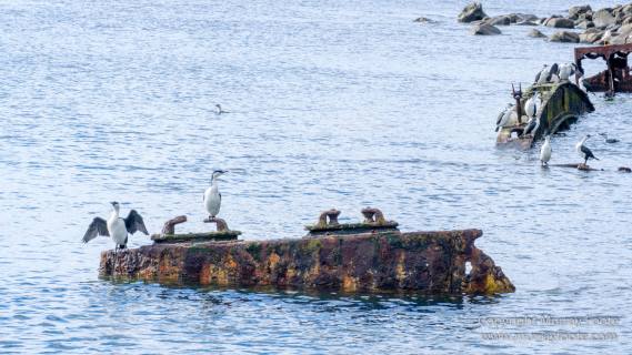 Australia, Canoe Bay, Fortescue Bay, Landscape, Macro, Nature, Photography, seascape, Tasmania, Travel, Wilderness