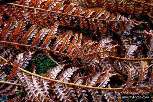 Australia, Canoe Bay, Fortescue Bay, Landscape, Macro, Nature, Photography, seascape, Tasmania, Travel, Wilderness